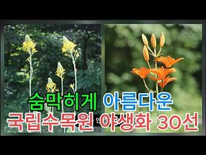At Their Peak Right Now! Top 30 Summer Wildflowers at the Korea National Arboretum #LigulariaFisc...