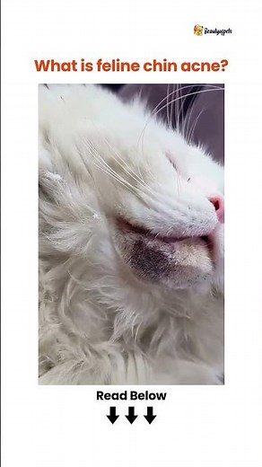 Feline Chin Acne 🐾