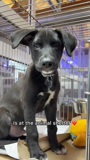 If you're looking for love, you'll find it in a shelter animal. ❤️ Click our link in bio to meet your new best friend today. | Adopt a Pet