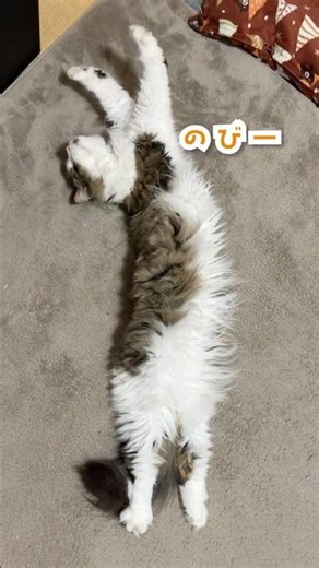 【🐱＜へそ天ナーコ】#shorts #猫 #癒やしのペット動画 #cat #ねこ