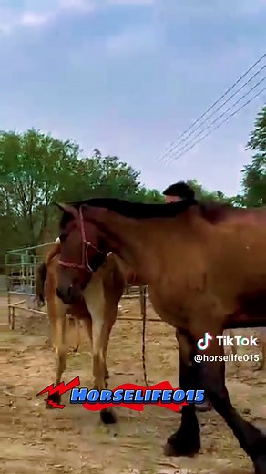 horselife015 on TikTok
