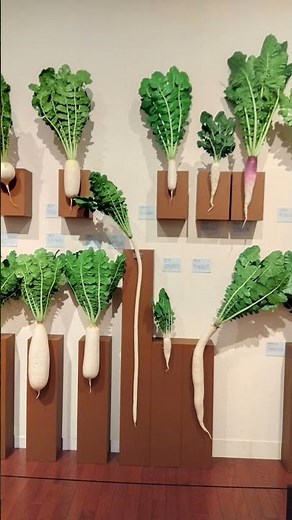 「和食とダイコン」について簡単解説〜ダイコンの品種が多い国、青首大根、在来品種〜特別展・和食〜日本の自然、人々の知恵（熊本市現代美術館）