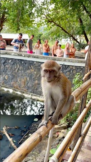 🐒 🌴 Ao Nang Monkey Trail – Scenic Hike with Wildlife Views in Krabi, Thailand 🌊✨