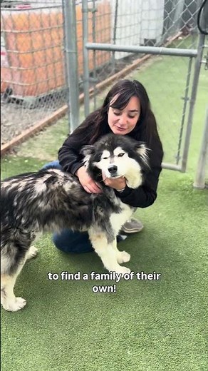 Foster Friday: Mother Fluffer