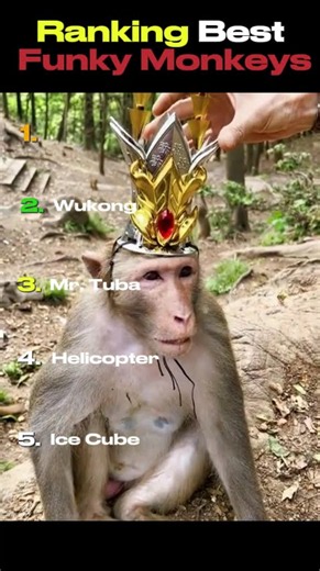 Ranking Best Funky Monkeys