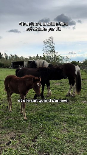 4ème jour de saillie : L'amour entre Bimi et Titi