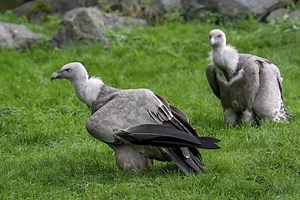 Zoo Leipzig: Pflegerin spricht von skurrilen Szenen! "Wie marschieren"