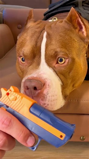 Coolest Dog in Town | Stylish and Funny Dog Moments