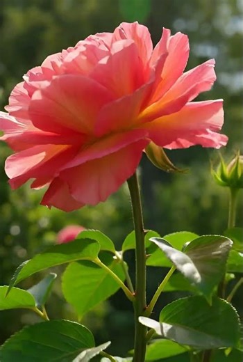 Boscobel — The Most Romantic English Rose Ever Created | Floral Planet 🌸 #Shorts