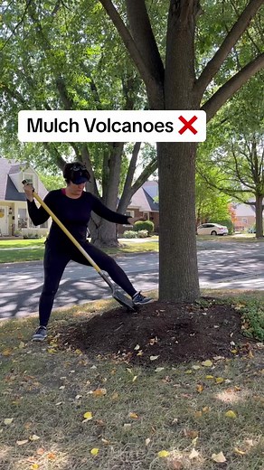 It’s time to carefully remove the mulch and soil volcanoes from the ba... | Plant Gardening Tips