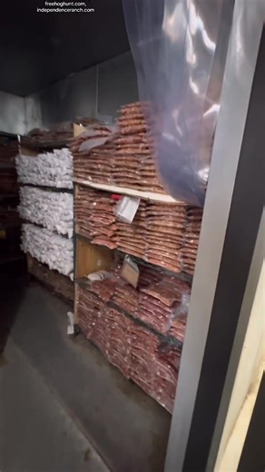 Texas hog hunting, hunt,wild hogs, boar hunting, day and night hunting, predators, independence ranch, exotic deer, axis, fallow, blackbuck, wild hog sausage, pork,hog hunting in Texas, hog hunting, Independenceranch.com Free hunt, hog hunting in Texas, free hog hunting, TikTok, Texas, ranch, life, wild, hogs, Pablo, Ashley, IndependenceRanch, Ranch Boss, hunting, cheap vacation, best birthday gift, freehoghunt.com, independenceranch.com #hoghunt #independenceranch #texas #wildhog #hunt