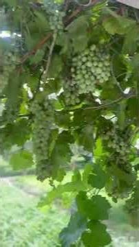 Virginia's Scrape For The Grape event to help find and remove invasive Lanternflies!