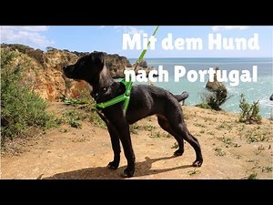 Traveling to Portugal with your dog in a motorhome | Travel tips Portugal 🇵🇹