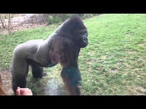 Angry Silverback Gorilla Breaks Window & Scares Zoo Visitors