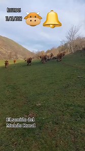 El sonido de los cencerros en el Mundo Rural #GanaderiaVillarPayares | Ganaderia Villar Payares