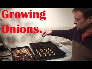 Allotment Diary : Growing Onions : How to get an early start with sets.