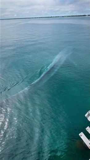 Pygmy Blue Whale sighting at Bussleton!