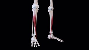 This 3d Animation Shows Tibialis Anterior Stock Footage Video (100% Royalty-free) 3799652095 | Shutterstock