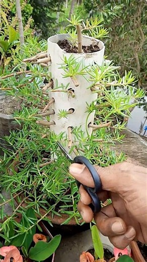 Tower pruning 😃✂️🌱 #shorts #gardening #chadbagan #plants #viral #youtube