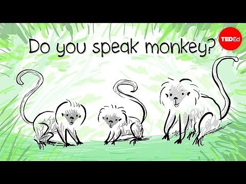 How to speak monkey: The language of cotton-top tamarins - Anne Savage