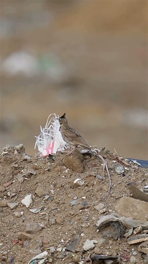 Crested Lark #wildlife #wildanimals #birds #bird #animals #nature #naturelovers #shortvideo #shorts