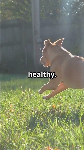 “Dog Zoomies? Here’s What’s Actually Happening! 🐕💨 | Explained in 60 Seconds”