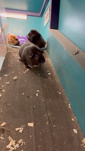 Listen to tippy tappy toes for a few mins ❤️ extra points if you can name the piggies! 😜 | Masons' Cavies