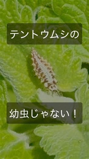 テントウムシの幼虫のつもりで撮影を始めてました😅（2026/05/24） #クサカゲロウ #うどんげ #クサカゲロウの幼虫