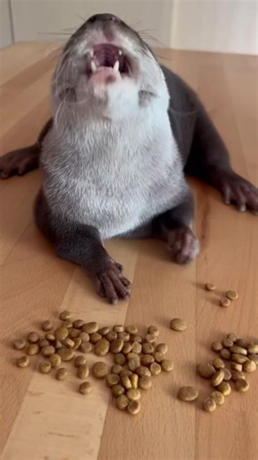 Adorable Otter Enjoying a Meal