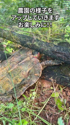国産珈琲の栽培！！沖縄でいろんな食物を育てています。順調に成長中！！