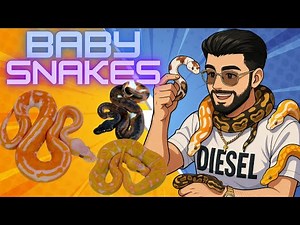 The Best Baby Ball Pythons We’ve EVER Hatched!?