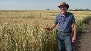 Dr. Stephen Fox a prominent wheat breeder from Winnipeg, Manitoba tours viewers through various plots at the Crop Development Center at the University of Saskatchewan in Saskatoon, SK. Dr. Fox specializes in developing lines of spring wheat that are best suited to be grown in an organic farming operation. Obviously, one of the main focuses of the program is to develop varieties that compete well with weeds, diseases and insects. | Prairie Farm Report