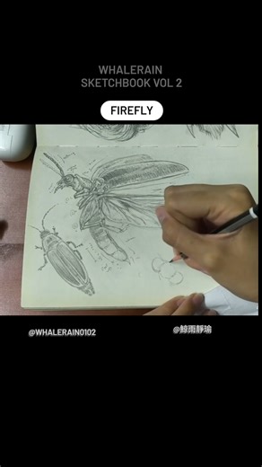Firefly | real fairy that carry light