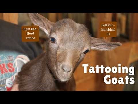 What I Wish I Knew Before Tattooing Goats