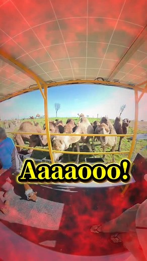 STRANGE CATMAN 〜Adventure Hero 〜 on Instagram: "The camel farm in SA was absolutely amazing ✨ #australia #travel #catman"