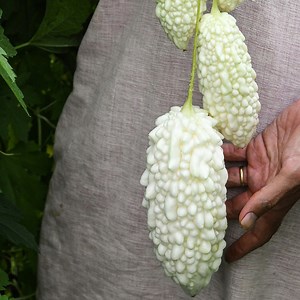 Is bitter melon too bitter for you? Using this simple trick and choosing the less bitter variety, such as Jyunpaku Okinawan white bitter melon, would do the trick! | Baker Creek Seeds