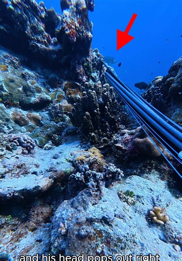 yk what they say - if at first you don’t succeed, shoot a small fish so you don’t go home empty handed #spearfishing #freediving #kosrae #micronesian