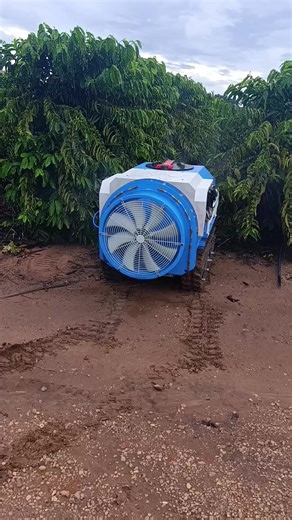 Café e Cultura: A Paixão pelo Café Robusta