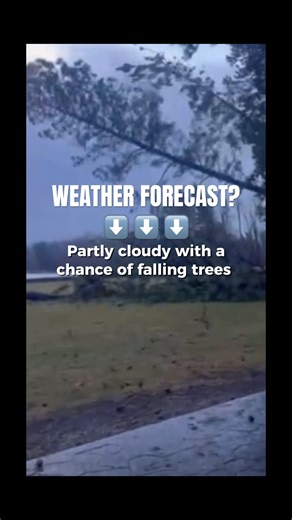 Wild video shows trees falling like dominoes due to the wind. 😬 #shorts