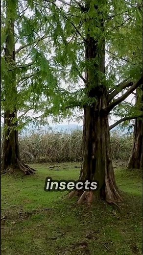Do trees talk to each other? 🌳