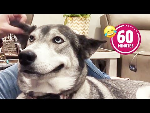 FUNNY Husky Moans for Scratches 😂 | BEST Cat & Dog Videos 2023