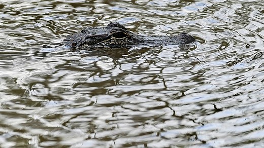 Alabama Alligator harvest permit applications start in June: What to know ahead of process