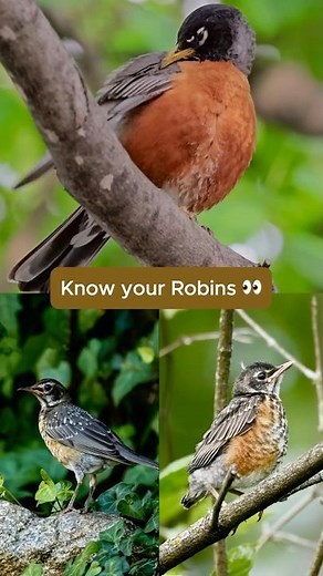 Know Your Robins 👀 Adult vs Juvenile vs Fledgling #KnowYourBirds