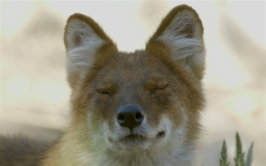 【动物科普】[中英双字] 乔迁新居的中国豺 | Chinese Dholes Enjoy New Digs