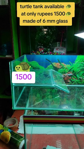 Turtle Tank Available at Imadol Ratamakai Chwok