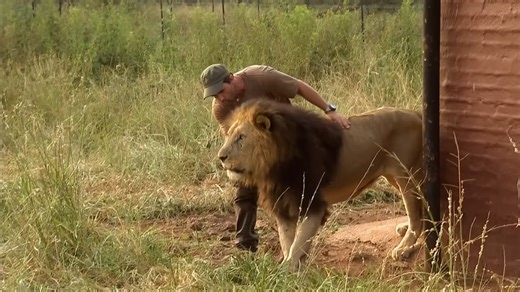 What happens when a lion wakes up mid-surgery and your hands are still in his face