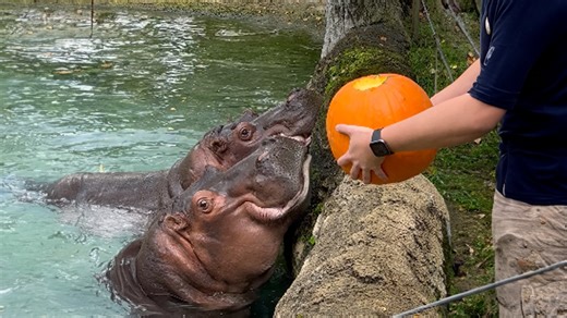 Hippos delight in pumpkin feast