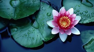 3.4K views · 169 reactions | Descubre el mundo de la fotografía, con la cámara EOS REBEL T7 y su compatibilidad con una gran variedad de lentes. Para más información de compatibilidad, restricciones o detalles de cada equipo consulta nuestra página oficial: https://bit.ly/35jyohs. | Canon | Facebook