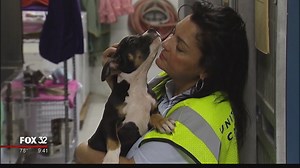 How pets fly with United Airlines