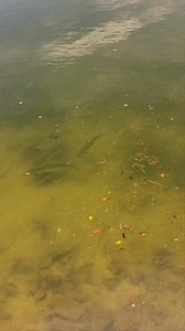 Spotted one of Australia's fastest estuary fish peacefully cruising in a lake on the Gold Coast, Australia 🇦🇺 What would be your next move? 🎣 Fish ID - Milk Fish (Chanos Chanos, Milky) | CoastfishTV